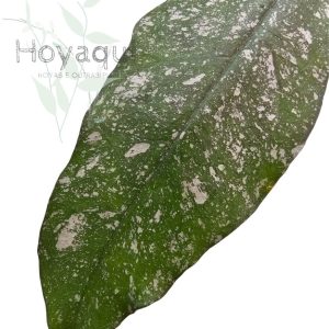 Hoya multiflora (splash)