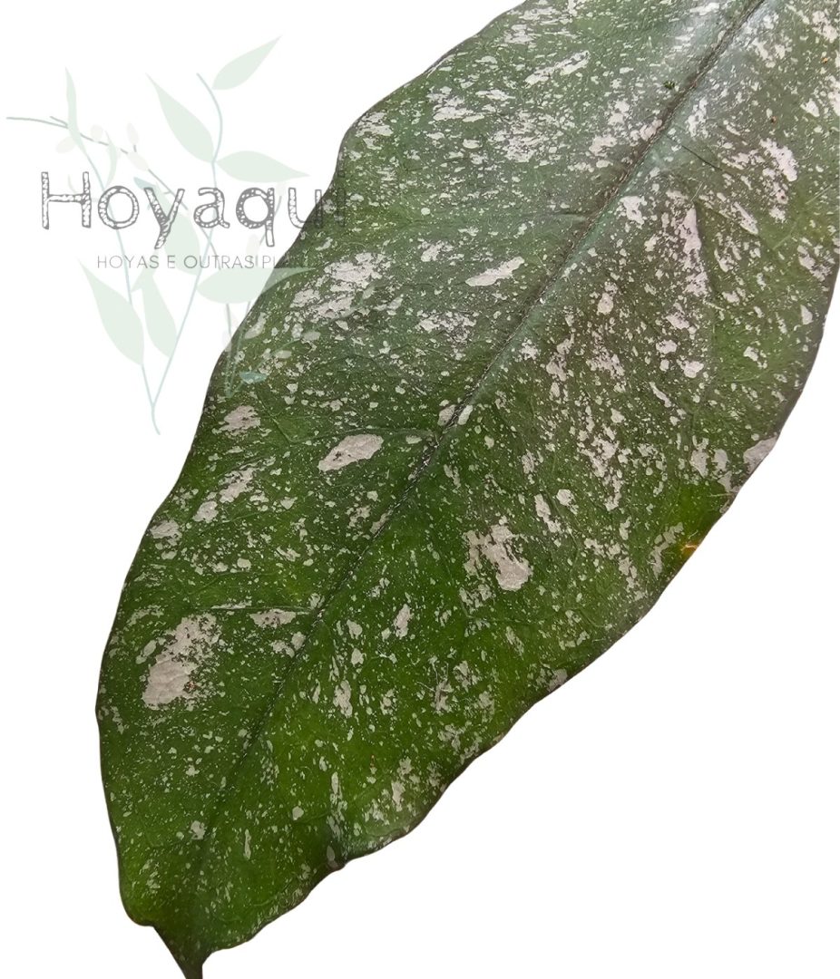 Hoya multiflora (splash)