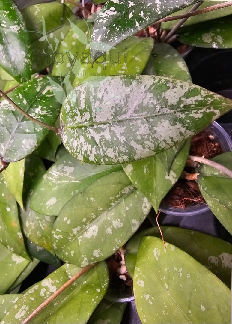 Hoya Sp. Aceh (long leaf splash) Hoya Sp. Aceh (long leaf splash)