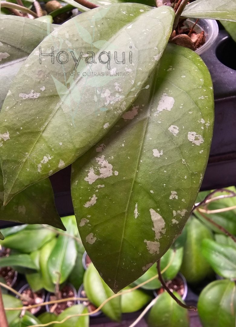 Hoya Sp. Aceh (long leaf splash) Hoya Sp. Aceh (long leaf splash)