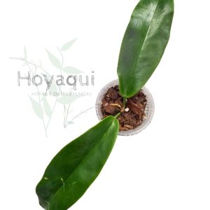 Hoya archboldiana