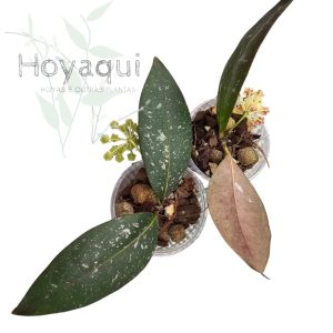 Hoya amicabilis