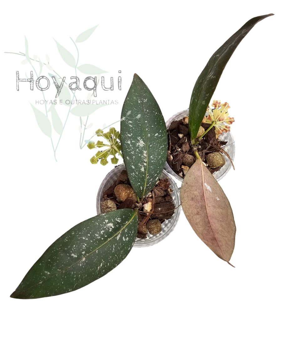 Hoya amicabilis