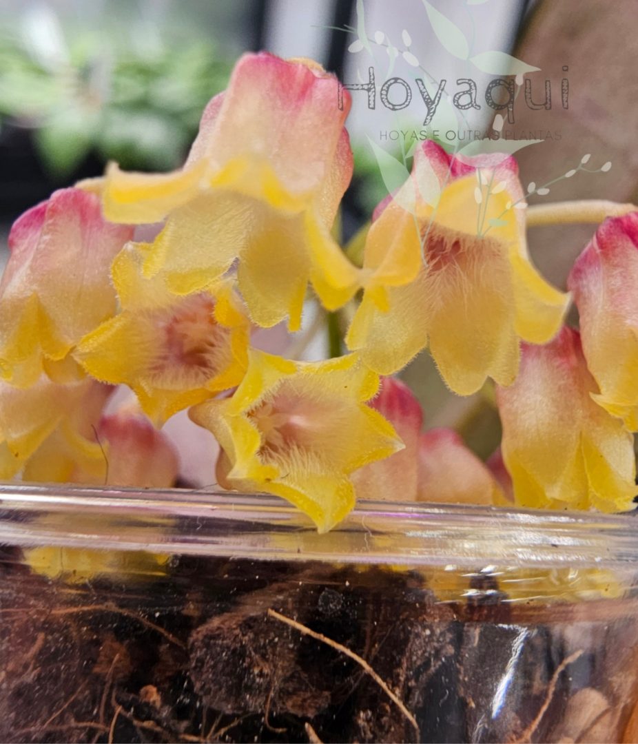 Hoya amicabilis