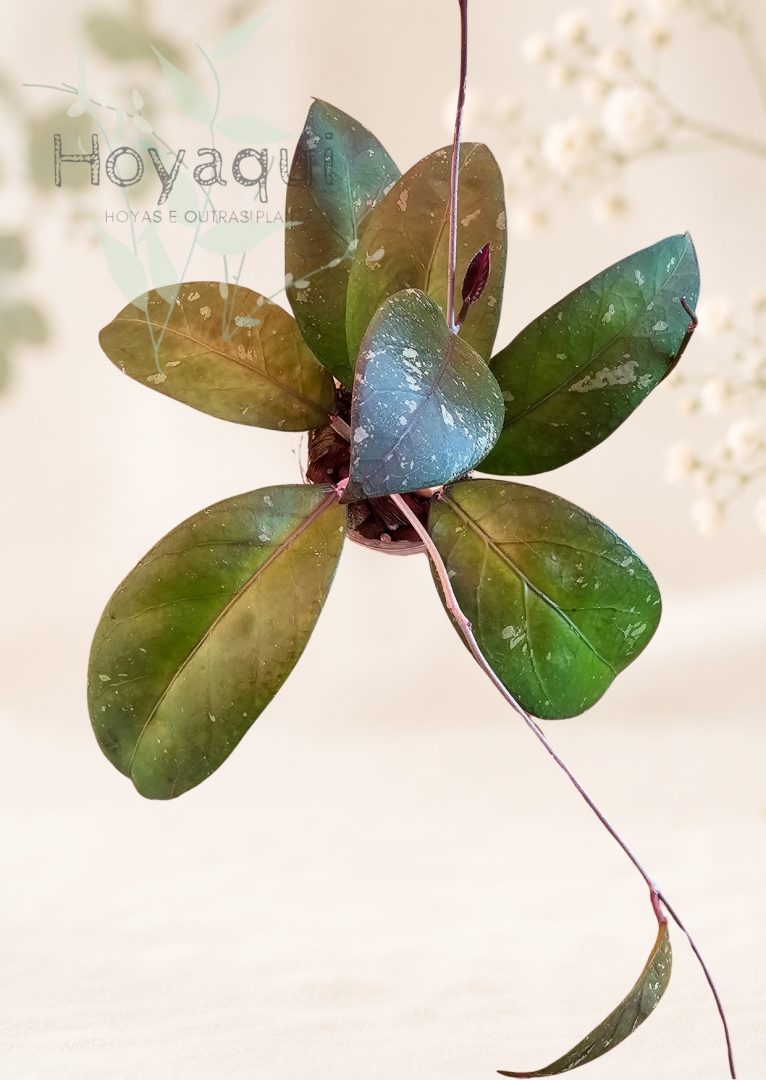 Hoya sp. Aceh