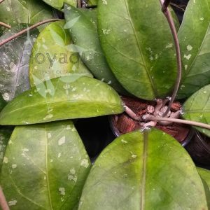 Hoya sp. Aceh
