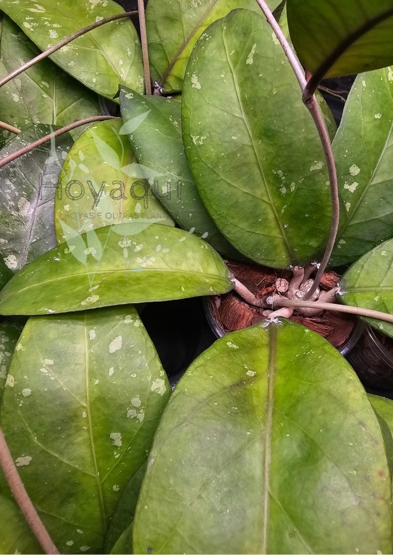 Hoya sp. Aceh