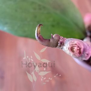 Hoya ‘Michelle’
