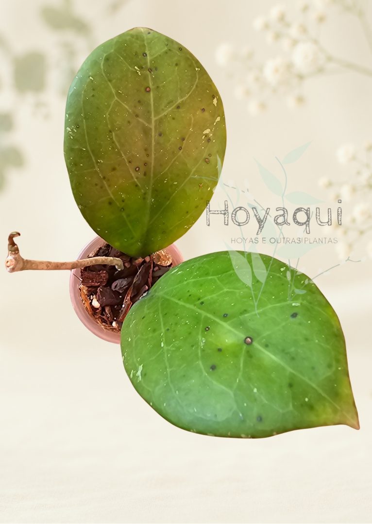 Hoya ‘Michelle’