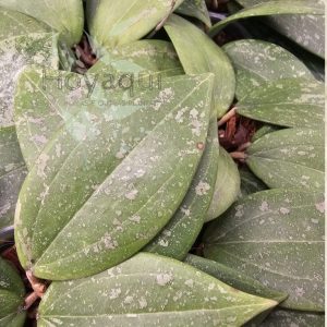Hoya verticillata IML 1618