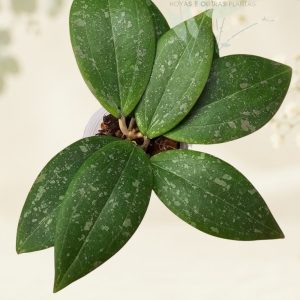 Hoya verticillata IML 1618