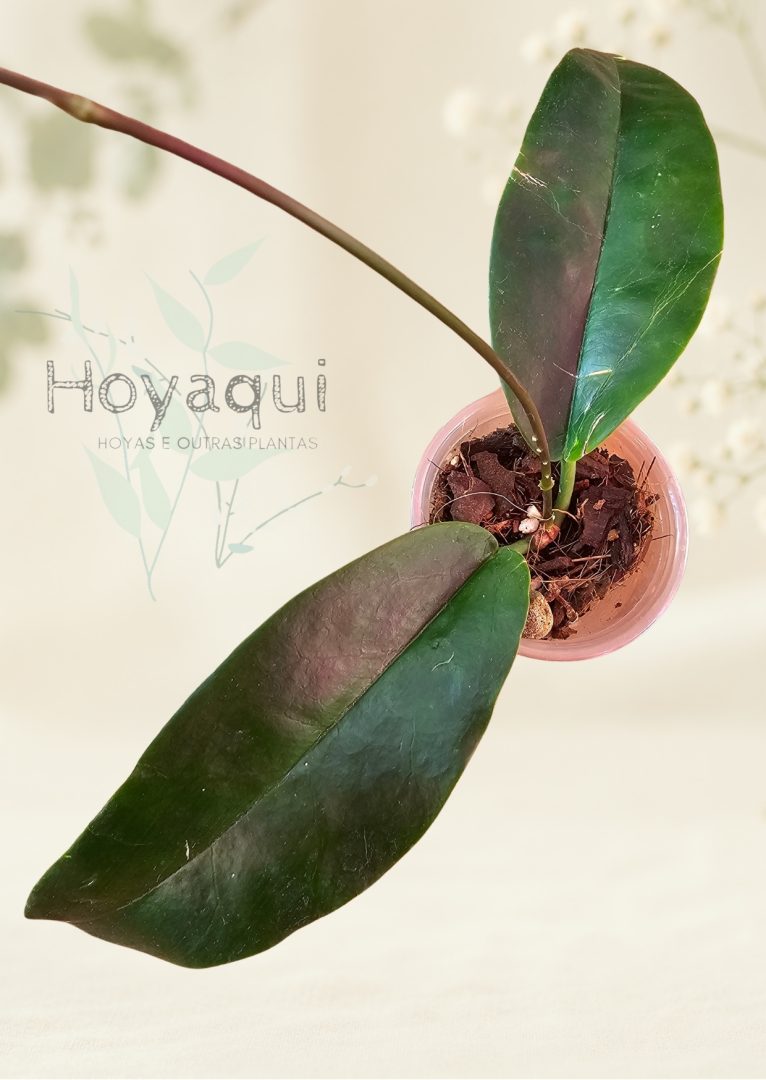 Hoya archboldiana
