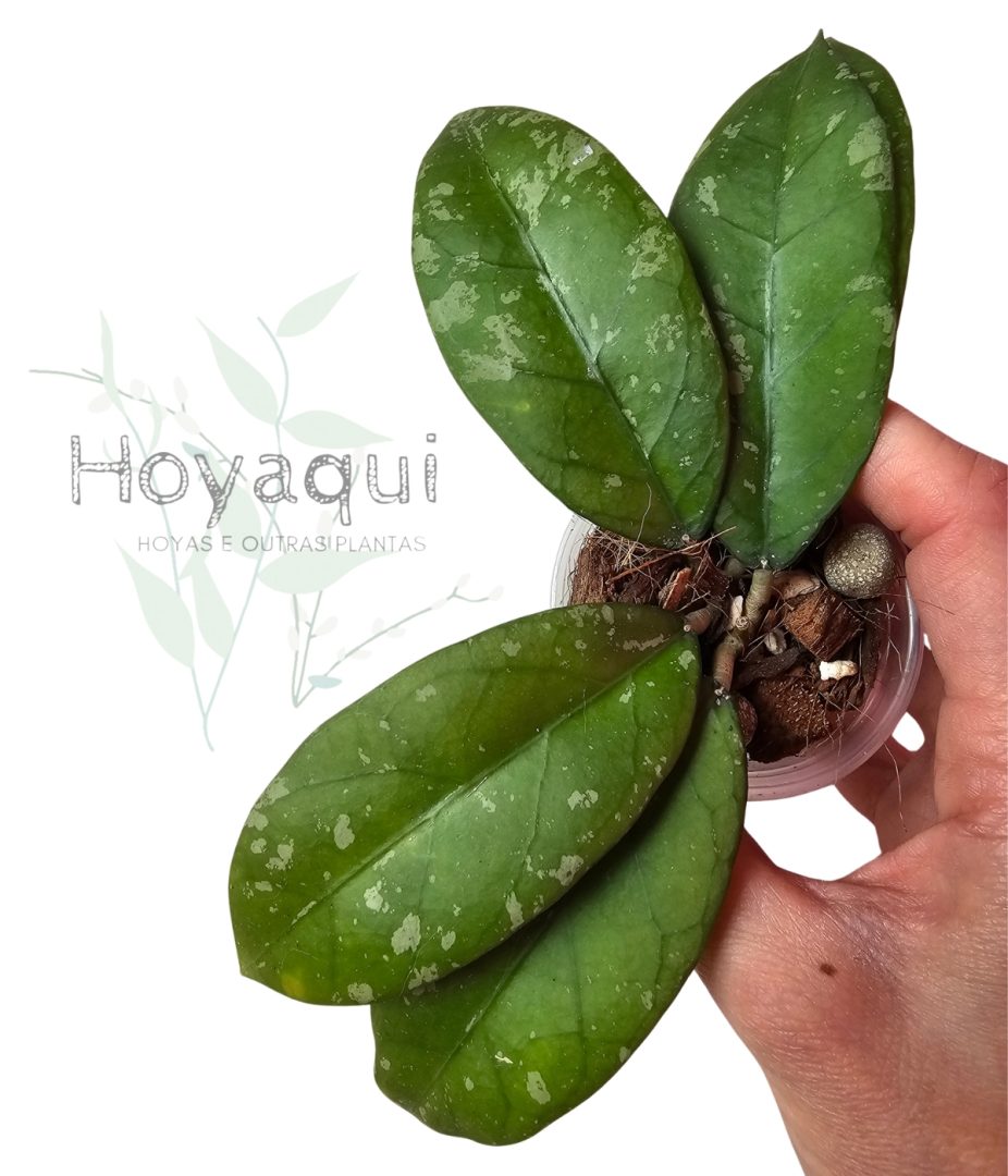 Hoya Sp. Aceh (long leaf splash)