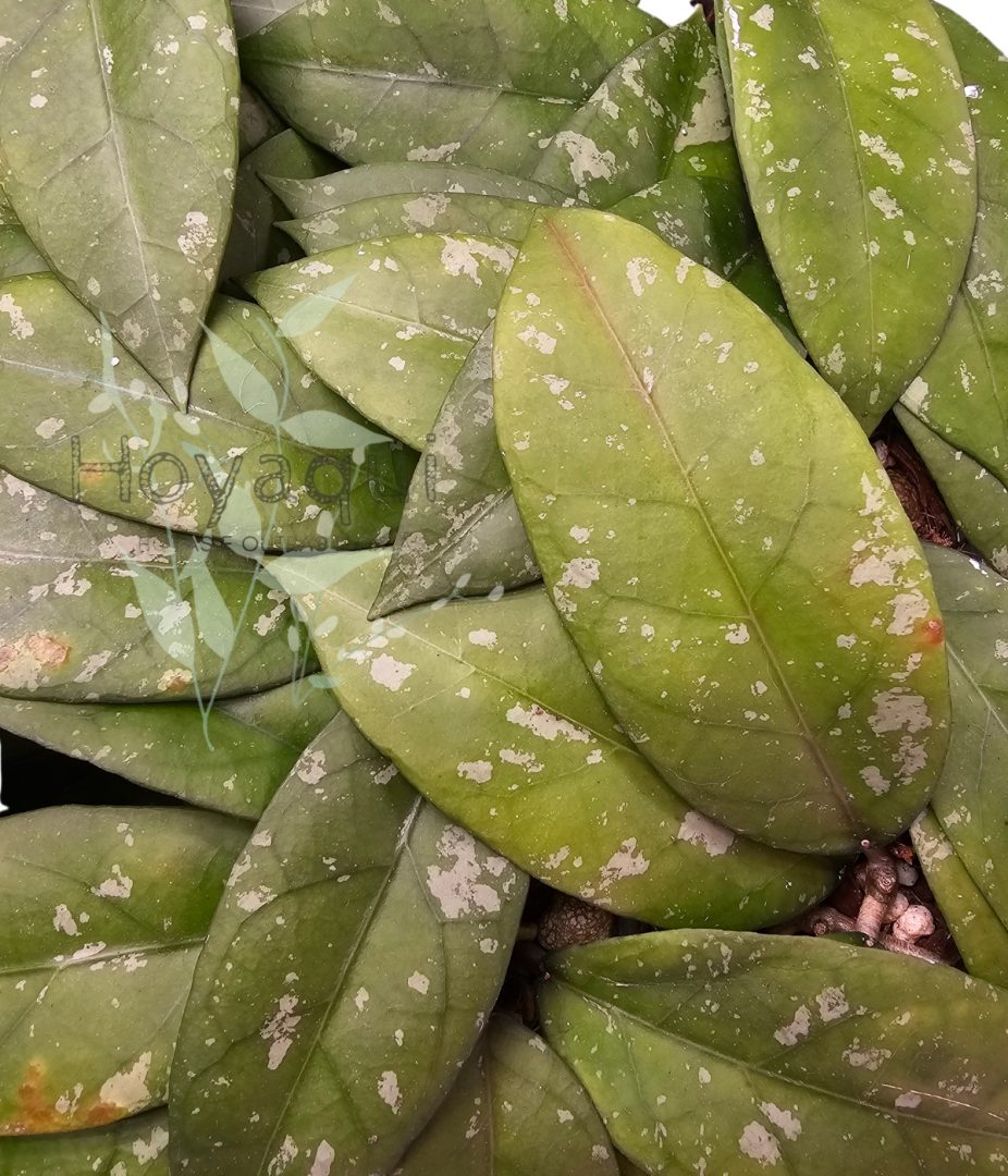 Hoya Sp. Aceh (long leaf splash)