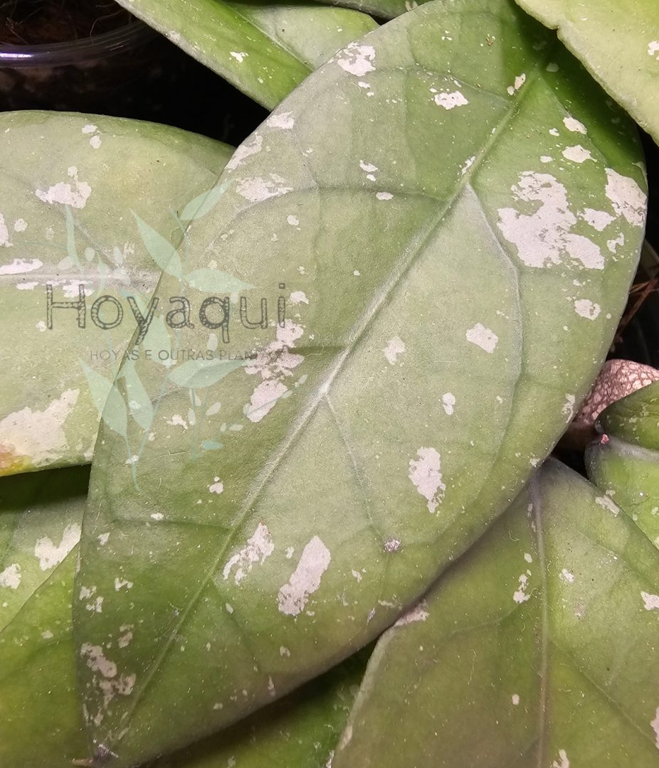 Hoya Sp. Aceh (long leaf splash)