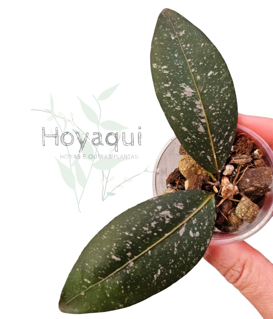 Hoya amicabilis