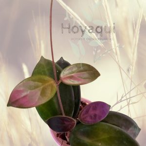 Hoya vangviengiensis