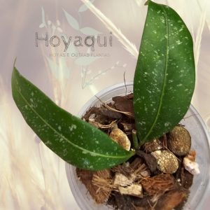 Hoya amicabilis splash