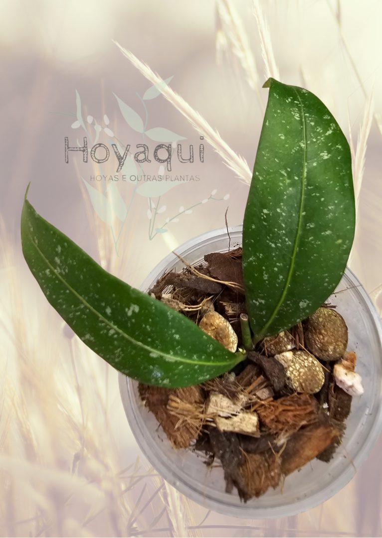 Hoya amicabilis splash Hoya amicabilis splash
