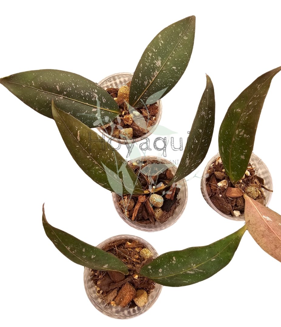 Hoya amicabilis