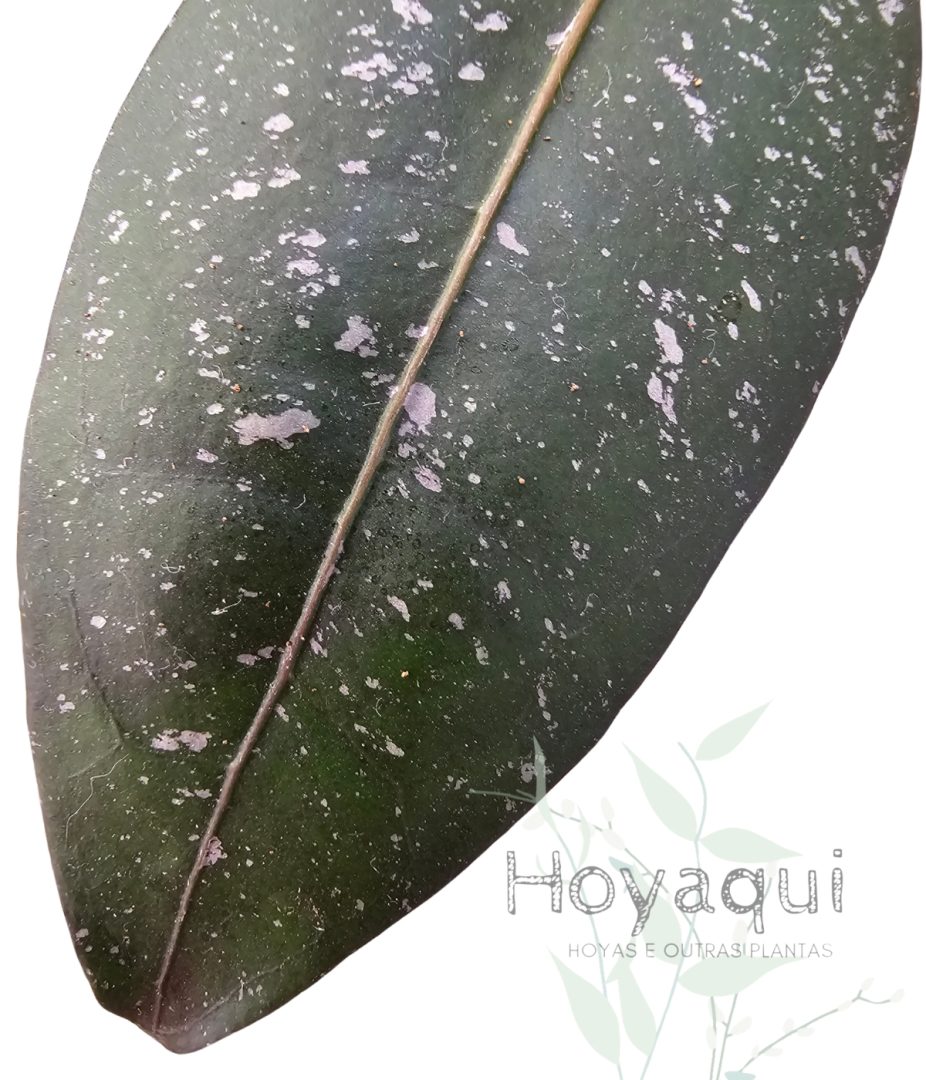 Hoya amicabilis