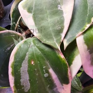 Hoya latifolia round leaf (outer variegated)
