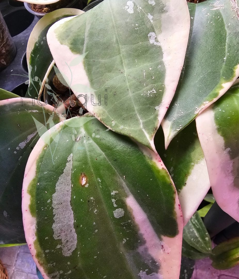 Hoya latifolia round leaf (outer variegated)