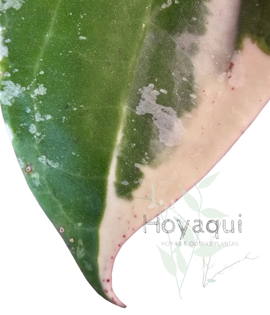 Hoya latifolia round leaf (outer variegated)