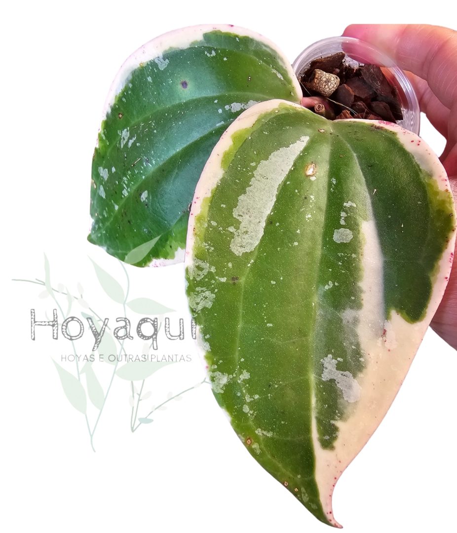 Hoya latifolia round leaf (outer variegated)