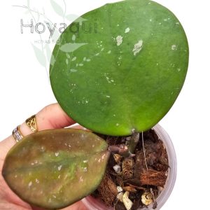 Hoya obovata