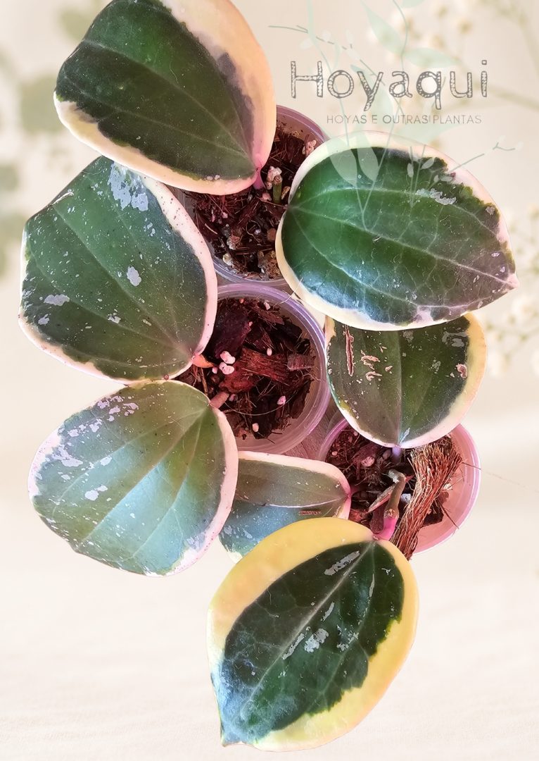 Hoya latifolia round leaves (outer var.) Hoya latifolia round leaves (outer var.)
