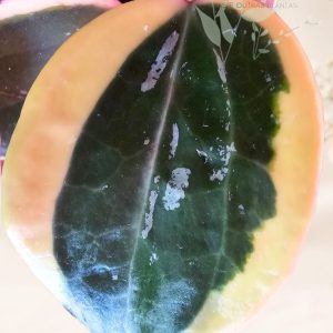 Hoya latifolia round leaves (outer var.)