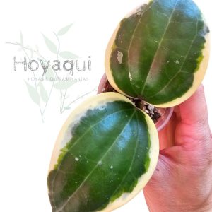 Hoya latifolia round leaves (outer var.)