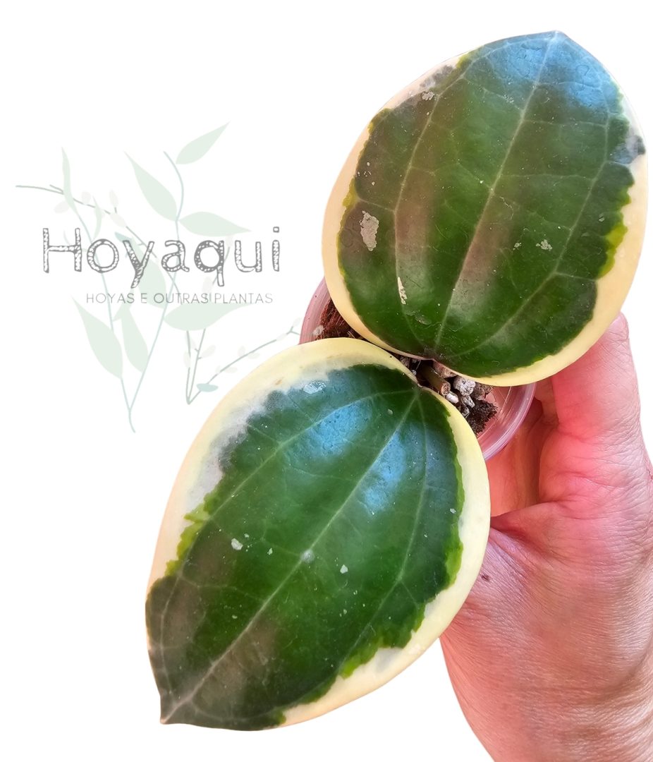 Hoya latifolia round leaves (outer var.)
