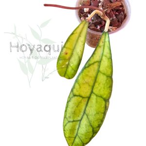 Hoya clemensiorum Kalimantan Clone 2