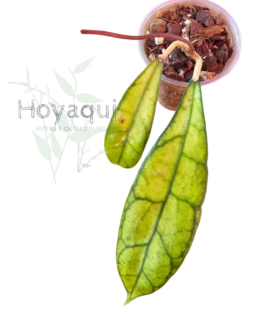 Hoya clemensiorum Kalimantan Clone 2 Hoya clemensiorum Kalimantan Clone 2