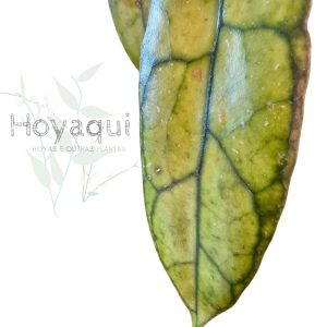 Hoya clemensiorum Kalimantan Clone 2