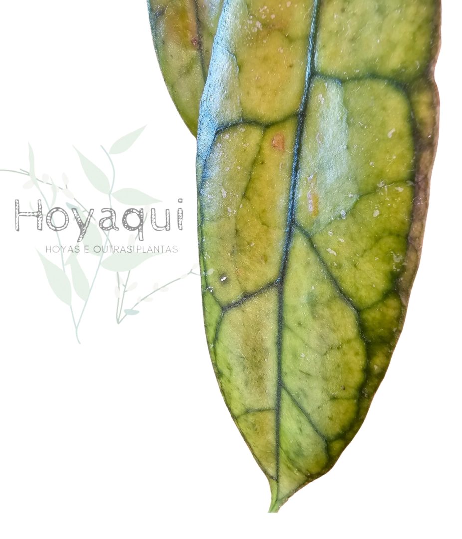 Hoya clemensiorum Kalimantan Clone 2 Hoya clemensiorum Kalimantan Clone 2