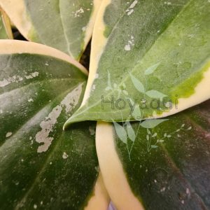 Hoya latifolia outer var round leaf