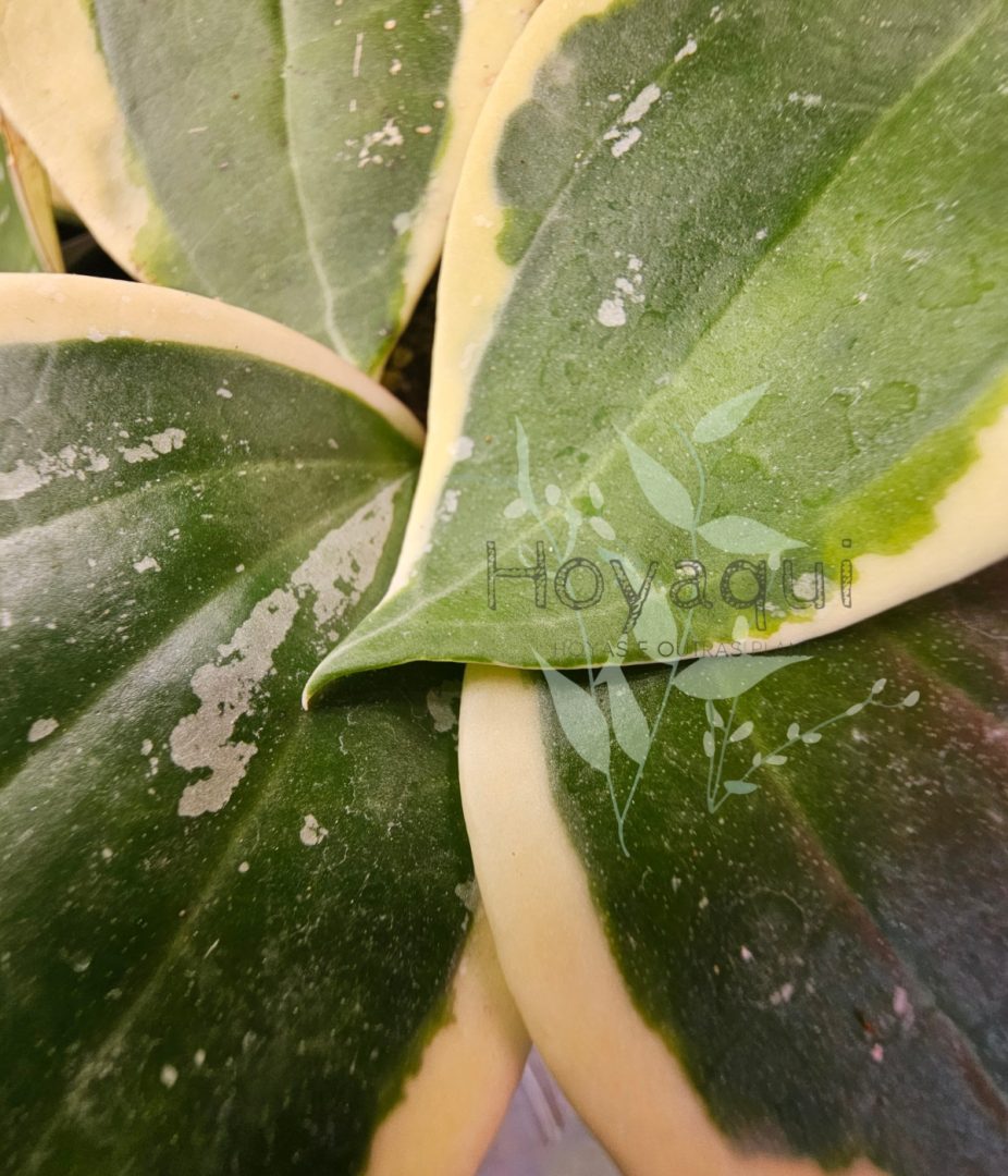 Hoya latifolia outer var round leaf
