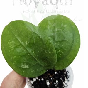 Hoya sp. Gayo (clone)