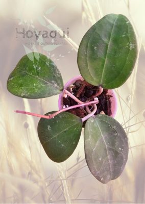 Hoya verticillata Wayang