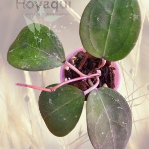 Hoya verticillata Wayang