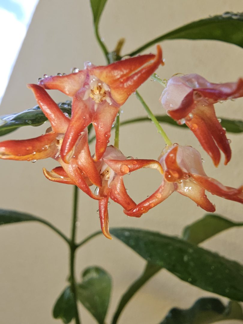 Occultata Red Splash