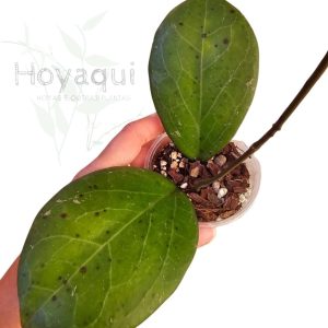 Hoya 'Metallica'