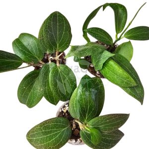 Hoya fitchii