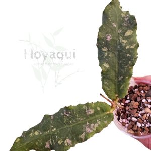 Hoya undulata (Aleya's clone)