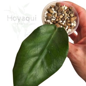 Hoya inflata