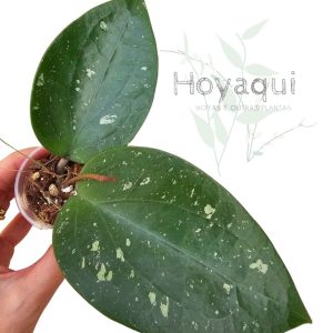 Hoya glabra Aceh