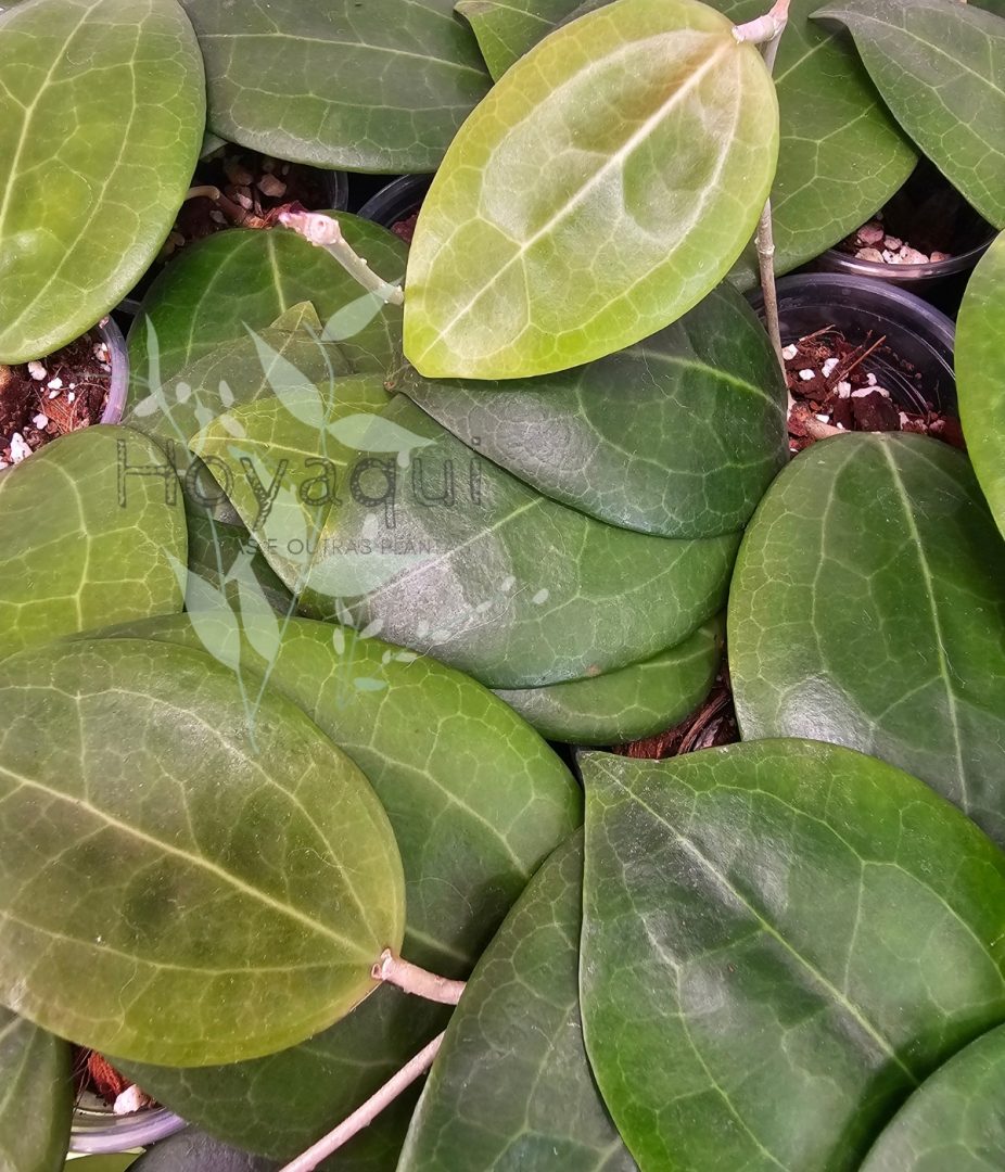 Hoya sp. Selayar